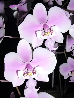 Bild von Phalaenopsis schilleriana 5